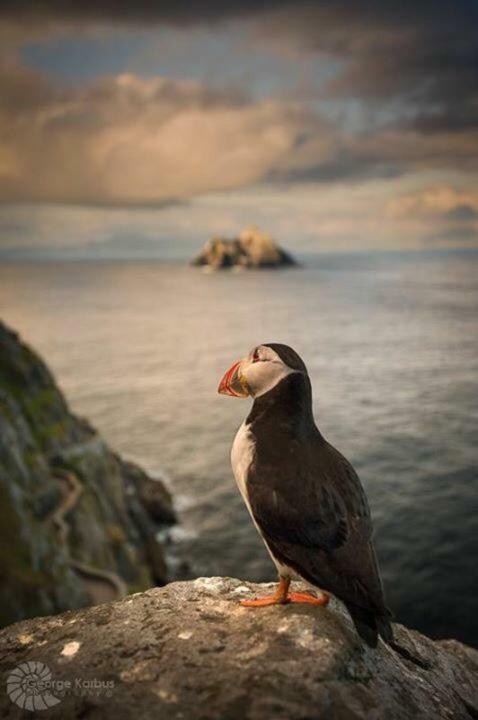 Skellig Port Accomodation - Sea View Rooms Ensuite Portmagee Bagian luar foto